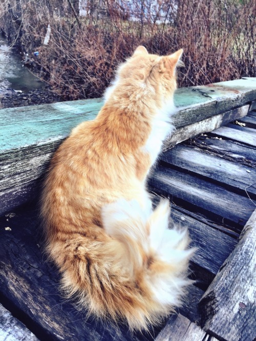 melancholy-meow: Majestic fluff tail reflecting on life.