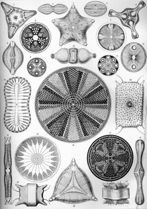 modhero:Ernst Haeckel - Artist, biologist, naturalist.