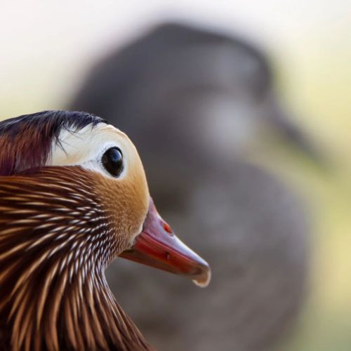 Mr &amp; Mrs Mandarin Duck having a nice relaxing morning There&rsquo;s something about duck