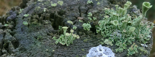 First Fencepost of the Week that I&rsquo;ve done in a while - some splendid cup lichen - ht