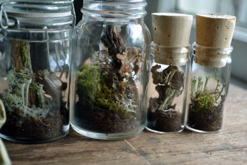 wolftea:  mini terrariums