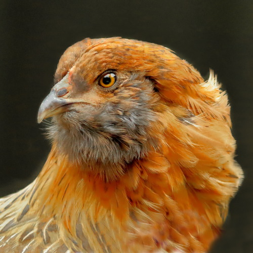 Portrait of an Ameraucana HenThis young hen has yet to lay an egg. However, her plumage is already c