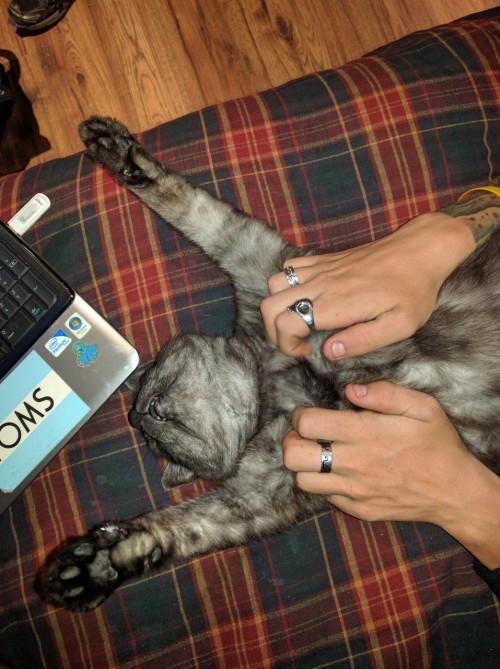 and-away-she-goes:My partner’s cat loves getting his armpits scratched@kingleon420 @mostlycatsmostly