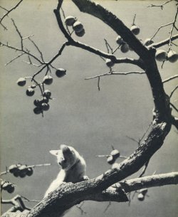 ehoradote:Akibiyori 秋日和 (autumn day) from Asahi camera アサヒカメラ magazine selected works - Mie 三重 prefecture, Japan - December 1937