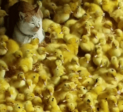 Must be zen cat!  Does this picture remind you of any other famous ones?  Scroll Down.✨✨✨✨✨✨✨✨✨✨✨✨✨✨