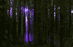 supernovaqirl:  fairy—blood:  ✧