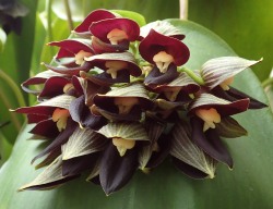 Orchid-A-Day:  Pleurothallis Teaguei Syn.: Acronia Teaguei July 11, 2016  