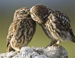 orangiah:    HI EVERYONE IT’S AUTUMN AND OWL KISSES ARE REAL!!!!!!!!!!!!!!!!!!!!! 