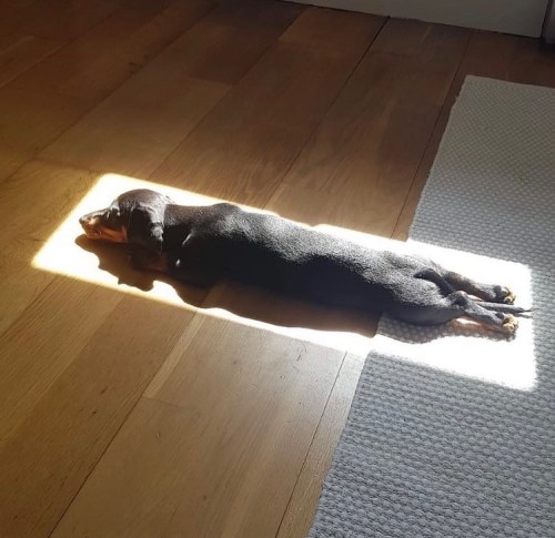 everythingfox:  Good boy tanning