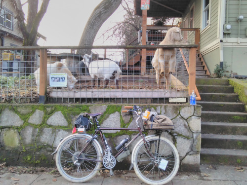 bikesandgirlsandmacsandstuff: (via A Christmas Eve with the goats on Rodney | Urban Adventure League