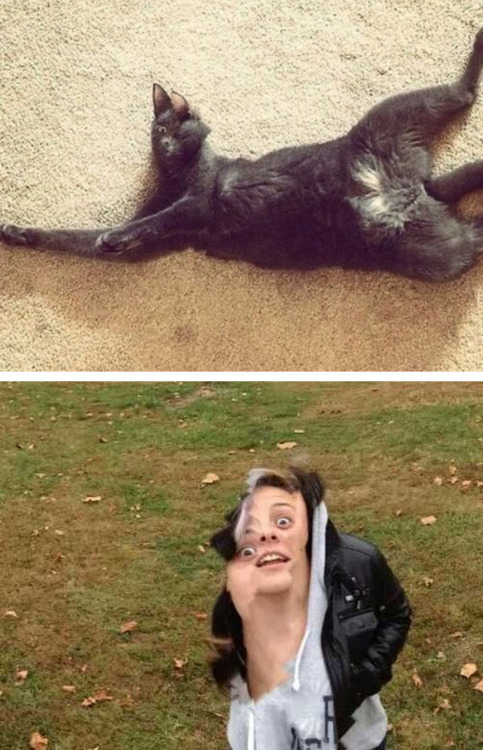 abgarok:tastefullyoffensive:Panorama Photos Gone Wrong [via]Previously: Animal PhotobombsSweet dream