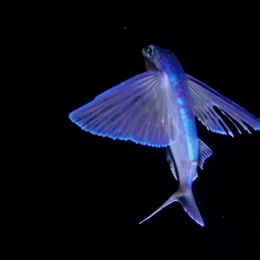 🐟🌊🐟 / 🌊🐟🌊 / 🐟🌊🐟