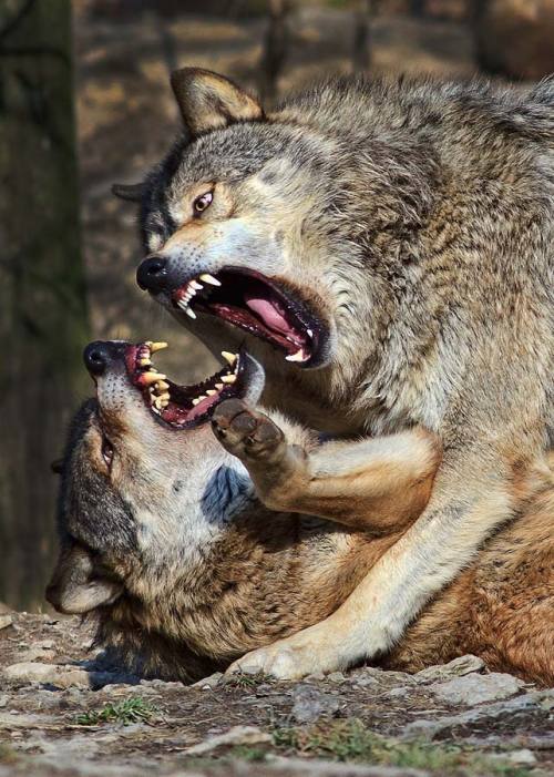 sisterofthewolves:  Picture by Reinhard Becker 
