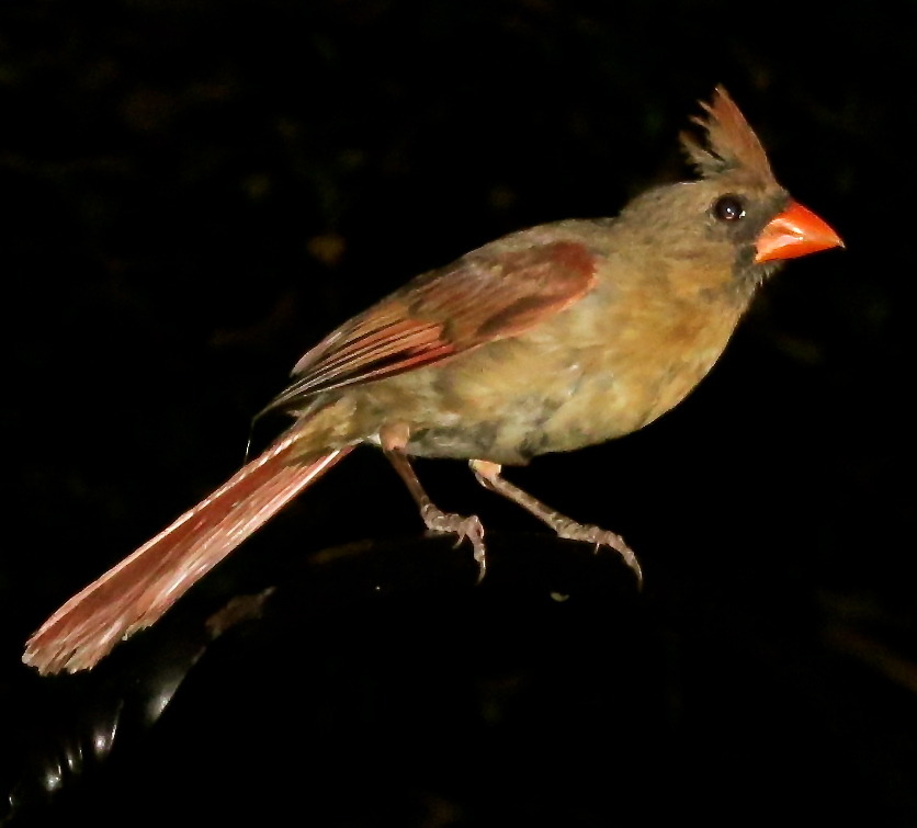 Cardinal–at dusk, Oakton, Virginia, August 11, 2015