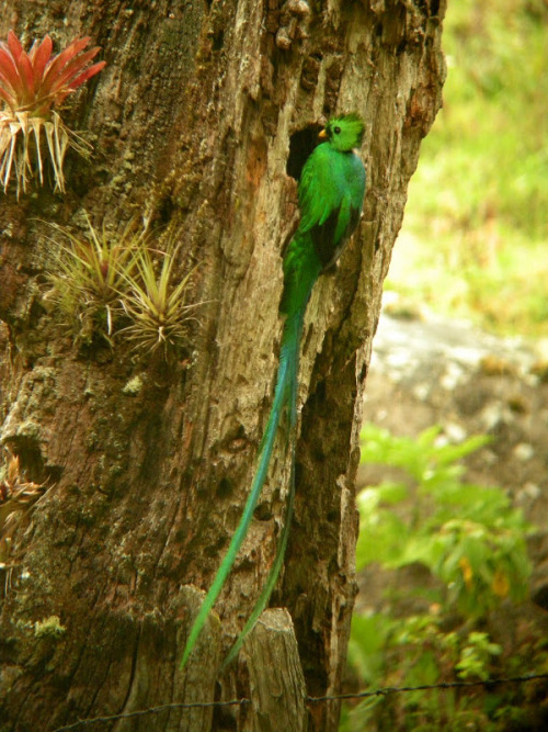 A pair of resplendent quetzals excavate a nesting cavity in a rotting tree (male in the first photo,