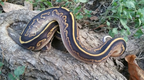 mkmorphs:  This boy is gorgeous! We had originally planned to keep him but decided on the female ver
