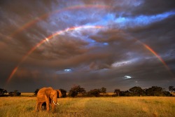 nubbsgalore:  researchers who followed fourteen different elephant herds in western namibia for seven years have concluded that the animals have the ability to sense thunderstorms up to 186 miles away — most likely from rain system generated infrasound