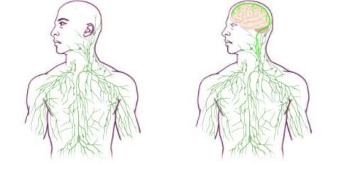 currentsinbiology:This is pretty huge!Missing link found between brain, immune system – with major d