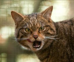 pudgykitties:  Let me introduce you to the Scottish Wildcat (and kitten)! While they are not traditionally pudgy, they do all seem to have really adorable chubby cheeks, which is why they’re found their way onto Pudgy Kitties! Unfortunately, they are