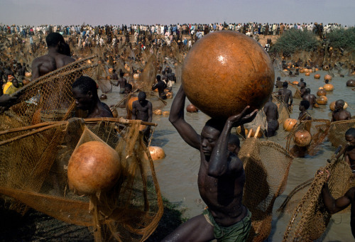 indoafrican:Bruno BarbeyNIGERIA. Sokoto river. Thousands of fishermen participating to the annual fi