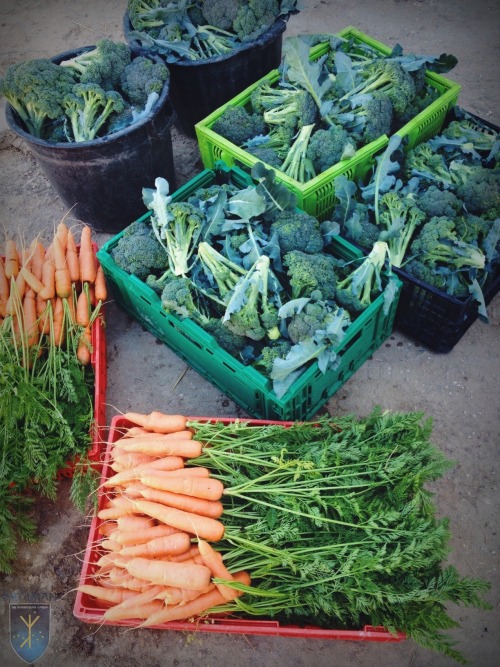 Broccoli &amp; Carrots grown in the Hyperborean Garden are all ready to be sold at the Farmers&r