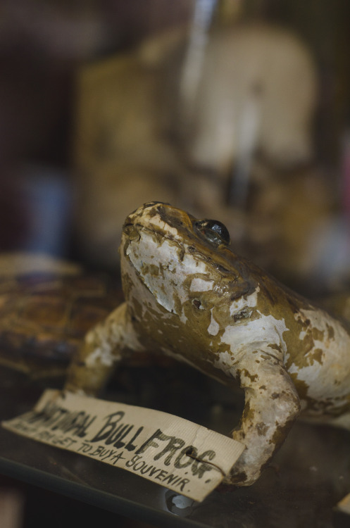 Ye Old Curiosity Shop, Seattle