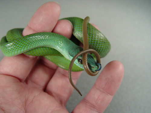 alltailnolegs:So, I totally found Justice’s baby pics that I hadn’t seen before. Had to share because WHAT A CUTE, but also to illustrate her blue compared to normal gonyo greens. Last photo is a normal sib.