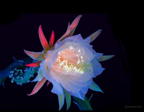 Fuckyeahchinesegarden:cactus Flowers By 8Kraw