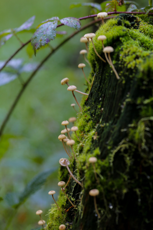 steepravine:Tiny Mushrooms On Mossy Fencepost(Mendocino, California - 2/2016)