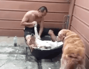 lawebloca:  How to Bathe Your Dog  you like follow me  