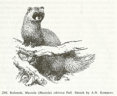 antiqueanimals:Mammals of the Soviet Union. Volume II. Part IB. 1967. Illustration by Alexey Komarov.