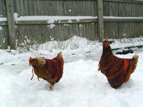 makinology:chickens in capes … knitting or crochet … sadly, I don’t have the pat