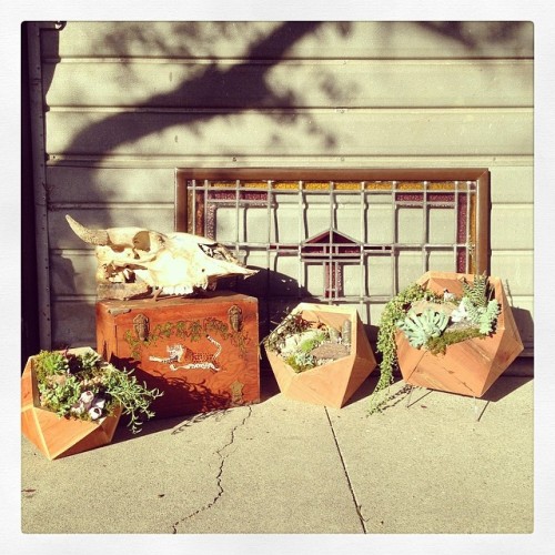 All 3 geometric wood planters yay! Made by @longroadtonowhere #succulents #littlepeople #diy #staine