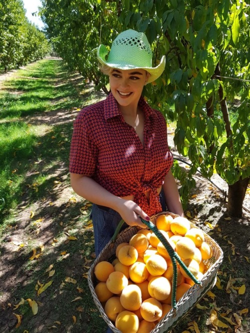 stefaniaferrario:Collecting peaches in Cobram Peachjack X3