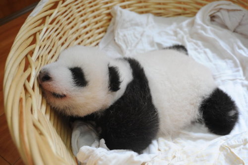 huffingtonpost: Baby Pandas In Baskets Are Your Daily Cuteness Delivery © IMAGINECHINA/CORBIS