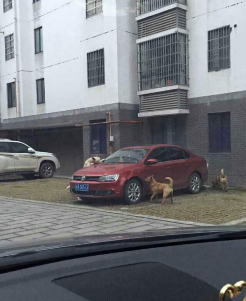 MustangBratt
