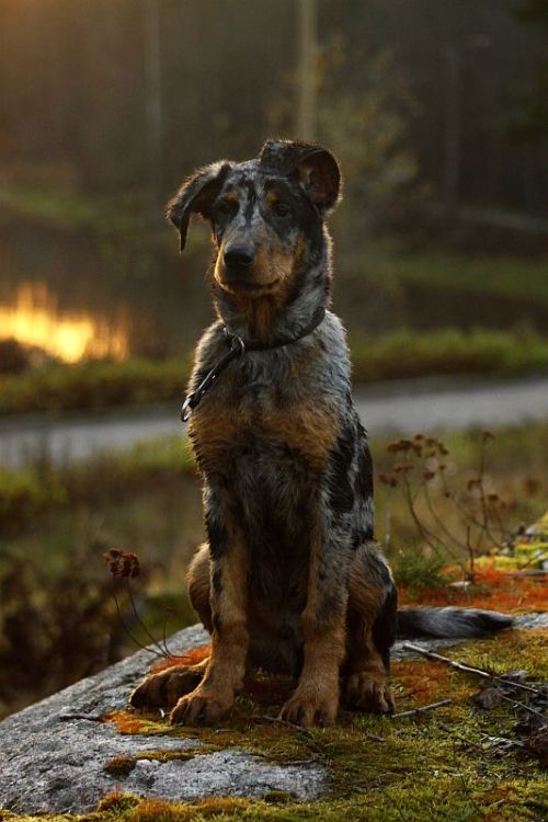 tanpoint: Color Morph Series: Harlequin Beauceron The Beauceron comes in two different acceptable co