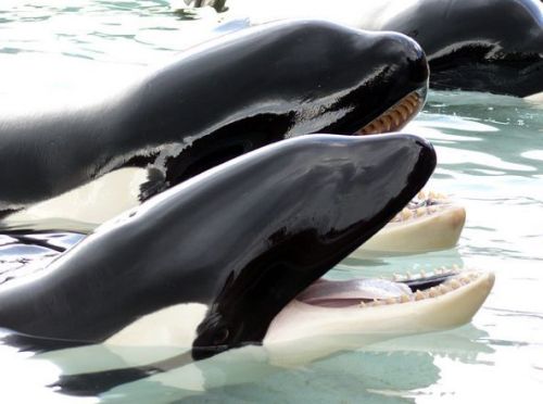 Gender: FemalePod: N/A (Mother was Kiska)Place of Capture: Captive bornDate of Capture: Born August 