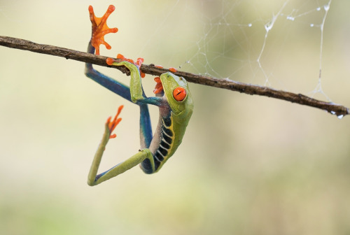 nubbsgalore:  photos by nicolas reusens 