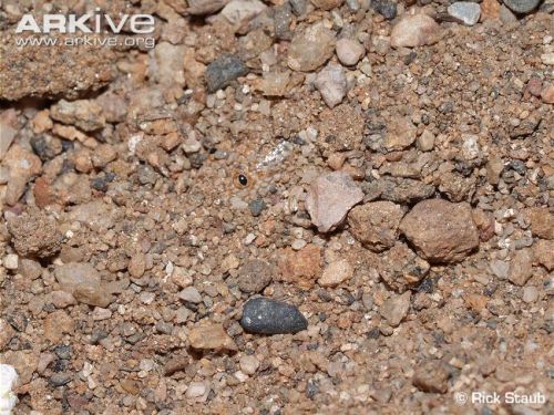 markscherz:Possibly the greatest photo of an Arabian sand boa, Eryx jayakari, ever taken.