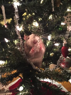 cloudydandelions:  Happy early holidays from my rattie in a tree!