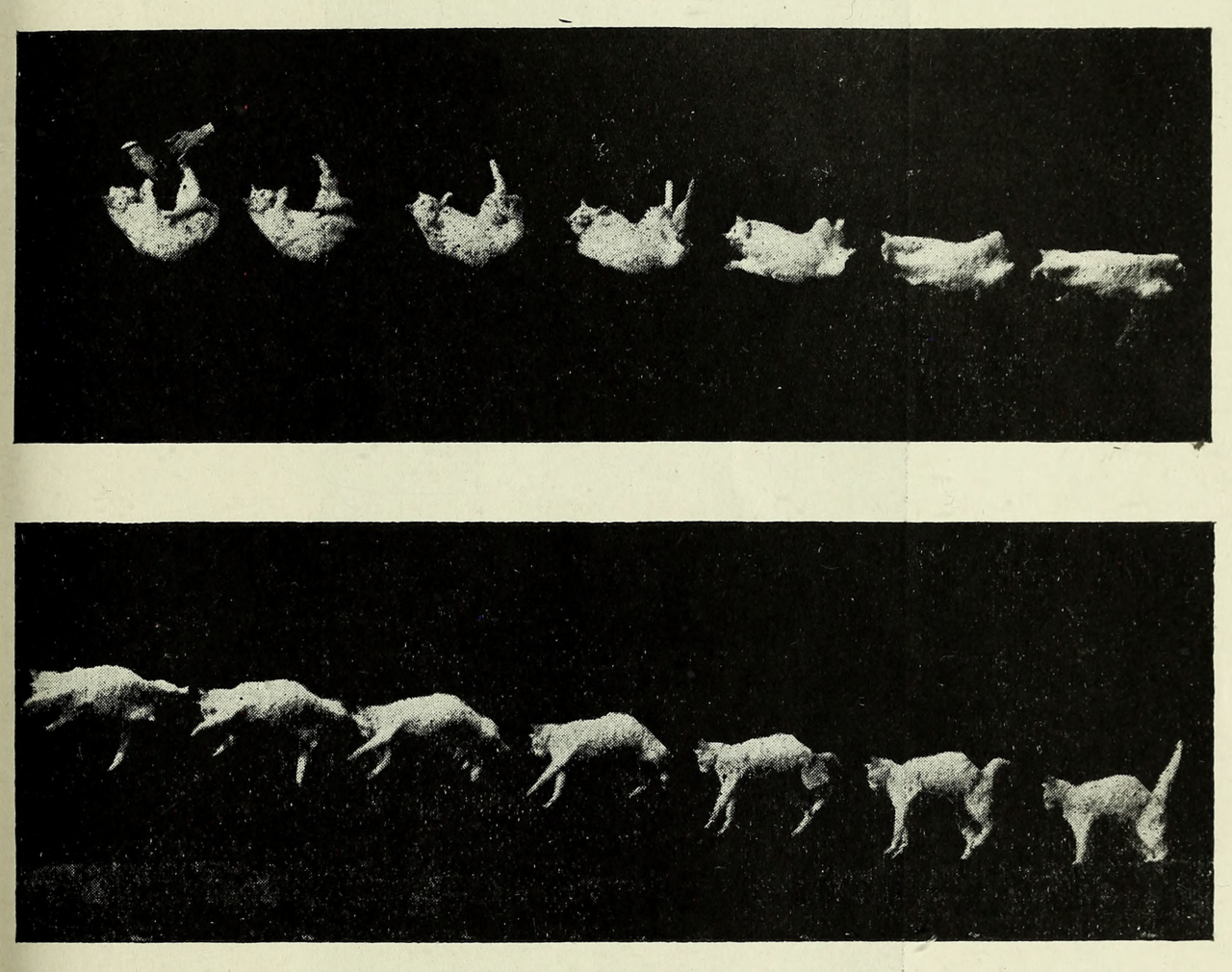nemfrog: “Movements of a cat turning around while falling.”  La chronophotographie.