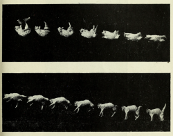 nemfrog: “Movements of a cat turning around