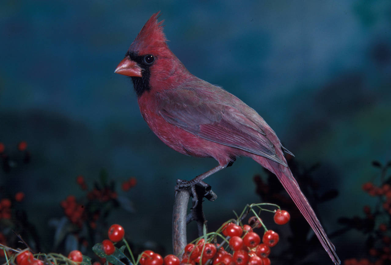 Cardinal