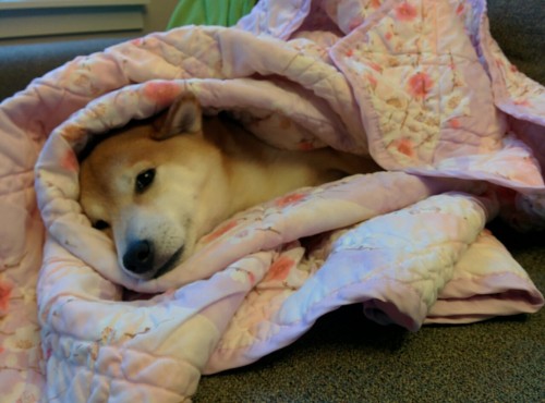 kitsuneshiba:  Bundled up for the winter. 