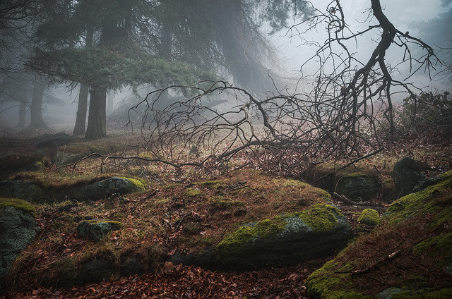 90377:  Misty wood by PicFreak42 on Flickr.