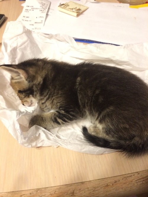 unflatteringcatselfies: This is sugar, she fell asleep on tissue paper.