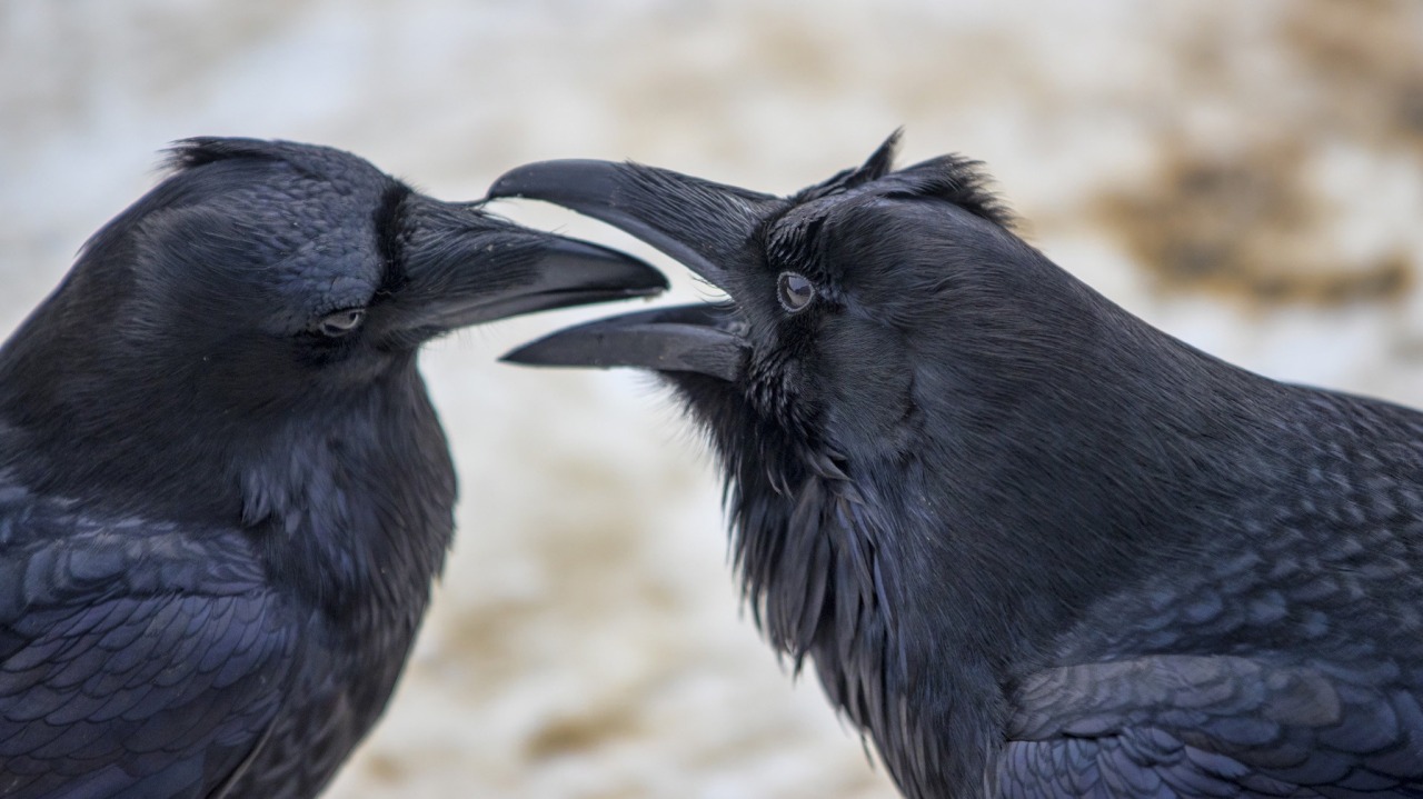 todaysbird:bastardous crow moodboard 