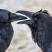 todaysbird:bastardous crow moodboard 