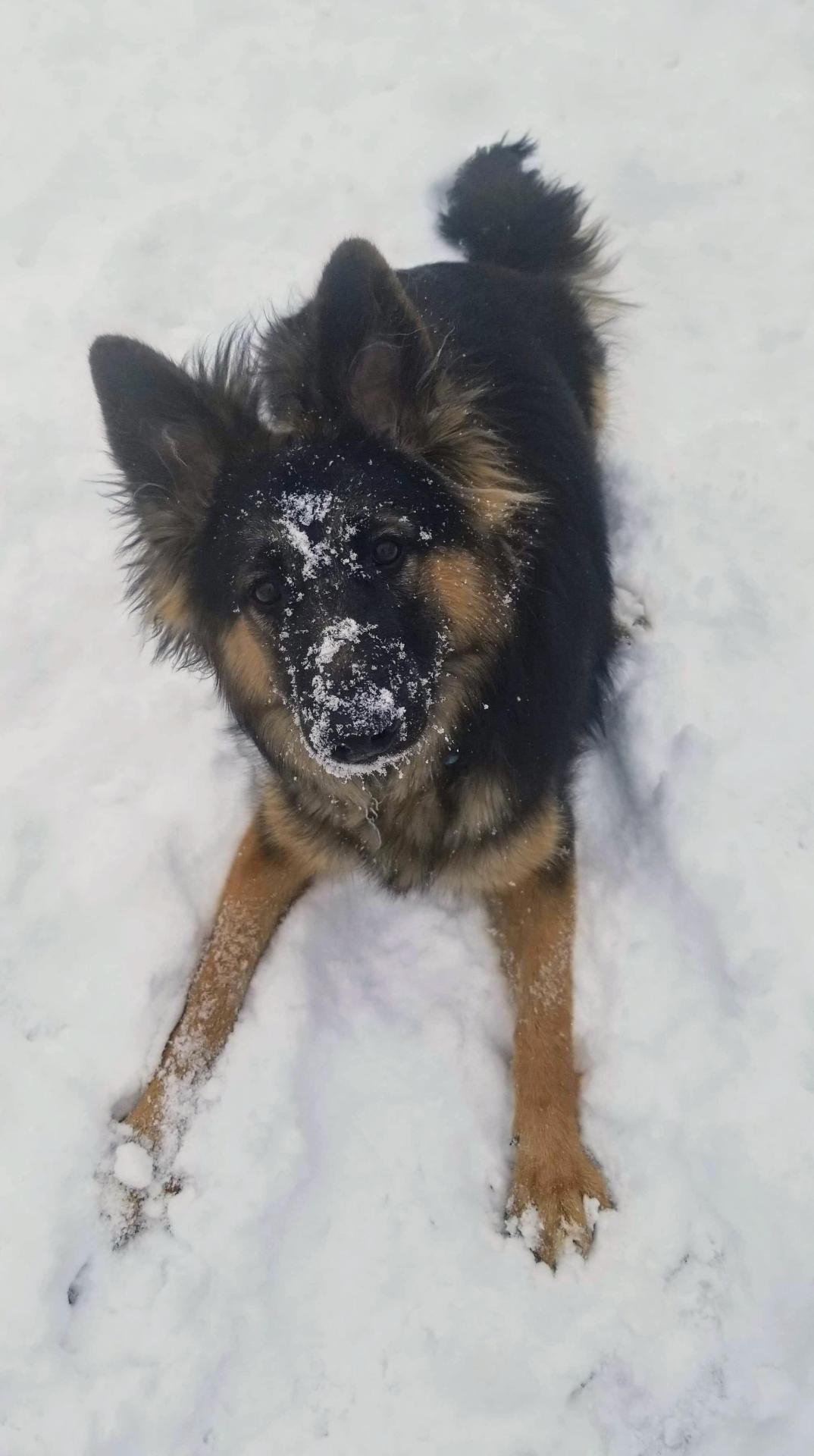 Soji's First Snow. She may look like a doggo but she's still an 8 month pupper.